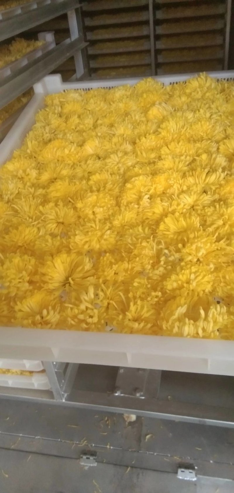 金丝黄菊花茶
