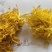 金丝黄菊花茶