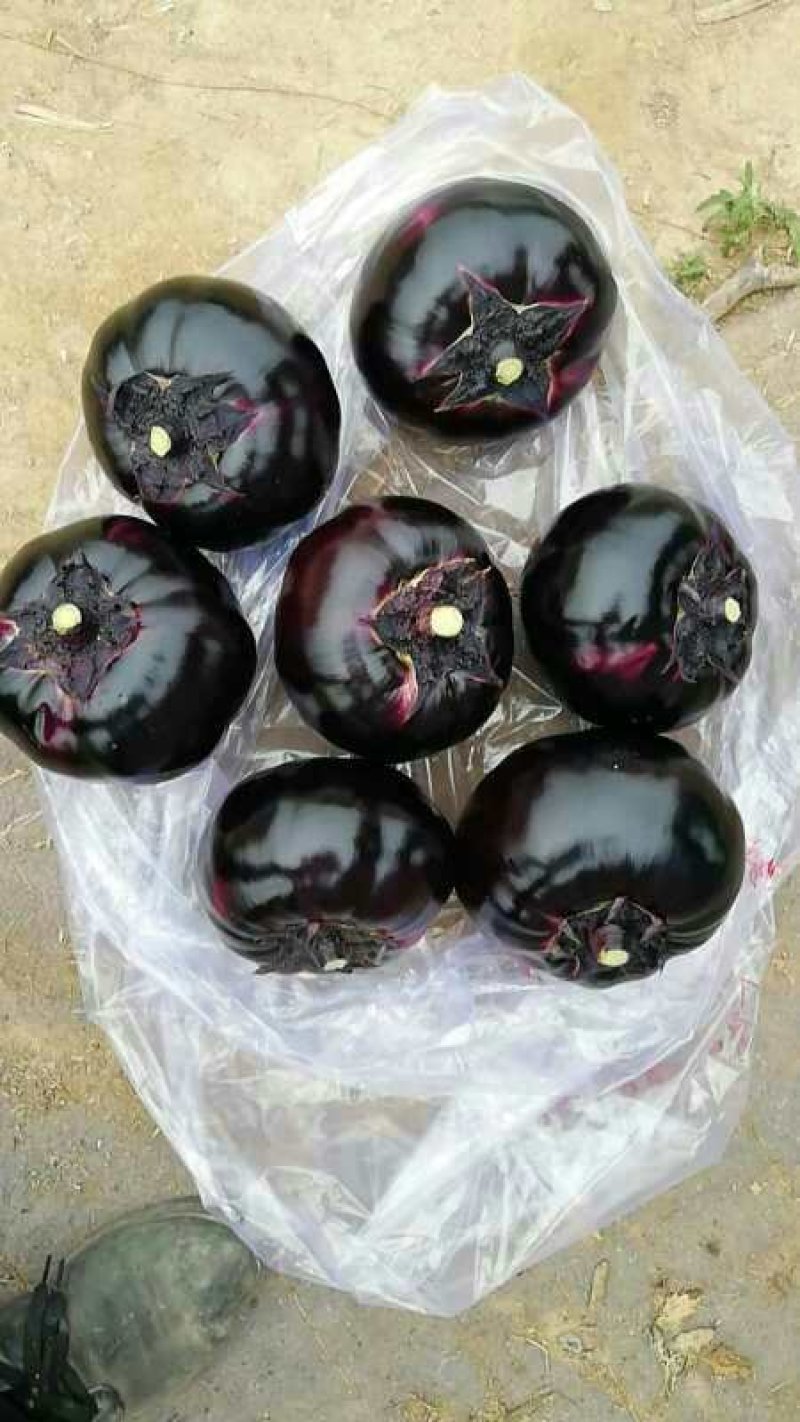 紫光1号茄子【开封通许基地直供高质量高标准】