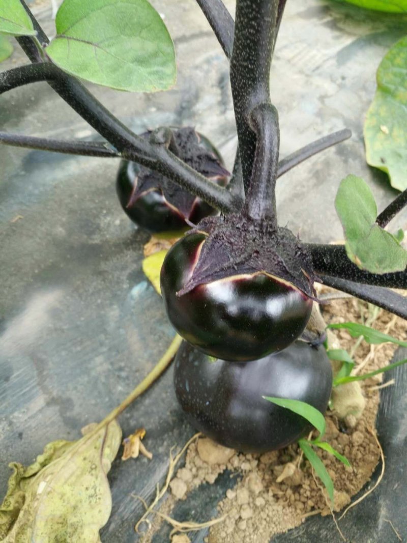 紫光1号茄子【开封通许基地直供高质量高标准】
