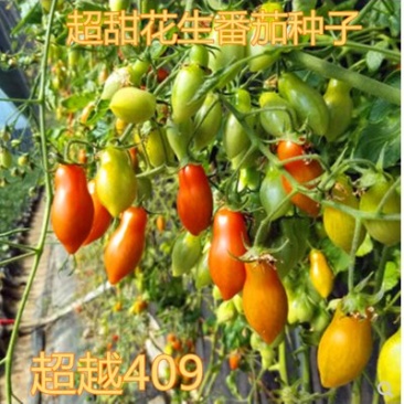 花生番茄种子超甜小西红柿种籽特色樱桃番茄圣女果超
