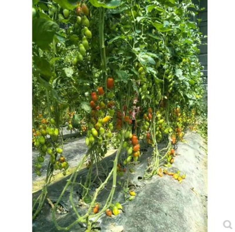 花生番茄种子超甜小西红柿种籽特色樱桃番茄圣女果超