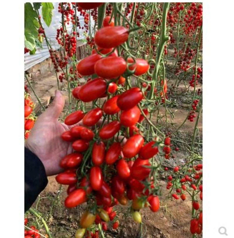 花生番茄种子超甜小西红柿种籽特色樱桃番茄圣女果超