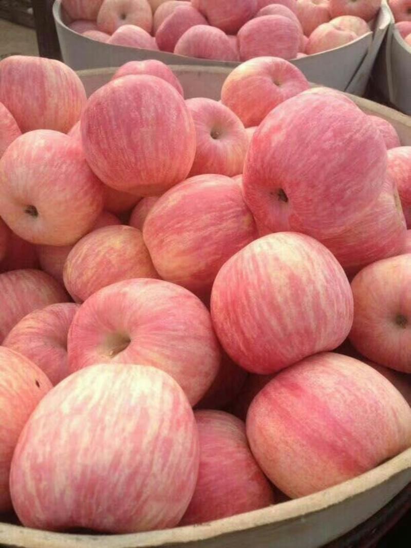 优质红富士苹果大量上市全红条红等全国发货保证质量