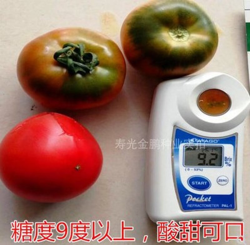 西红草莓番茄种子绿腚西红柿种籽丹东铁皮油柿子嘉兰