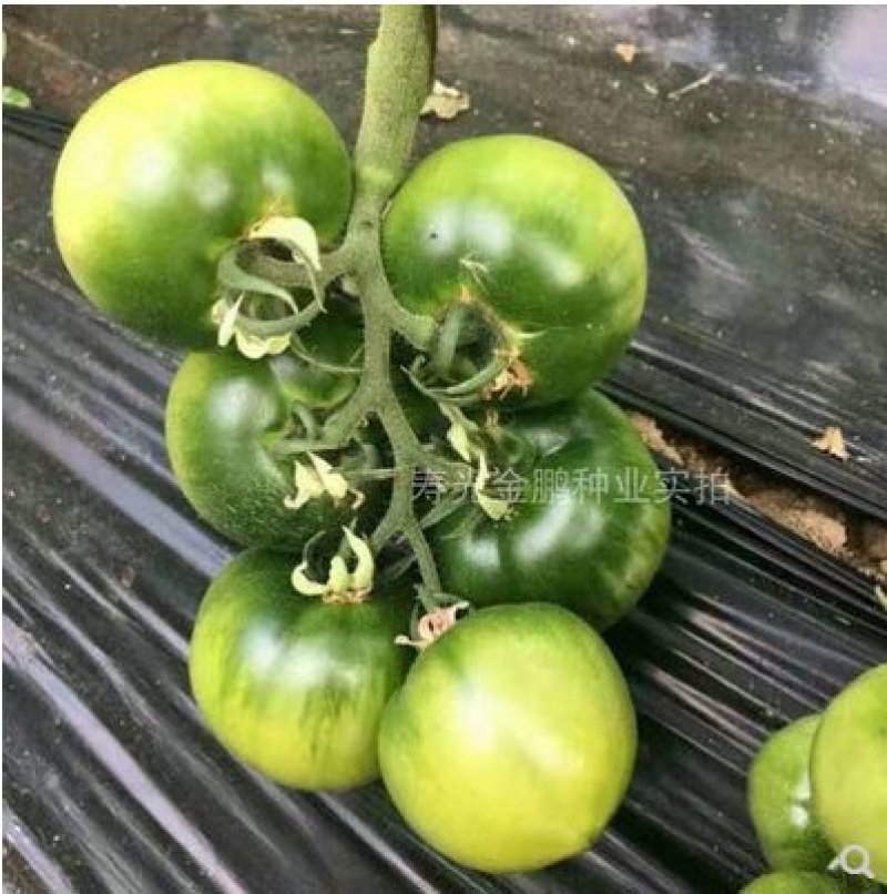 西红草莓番茄种子绿腚西红柿种籽丹东铁皮油柿子嘉兰