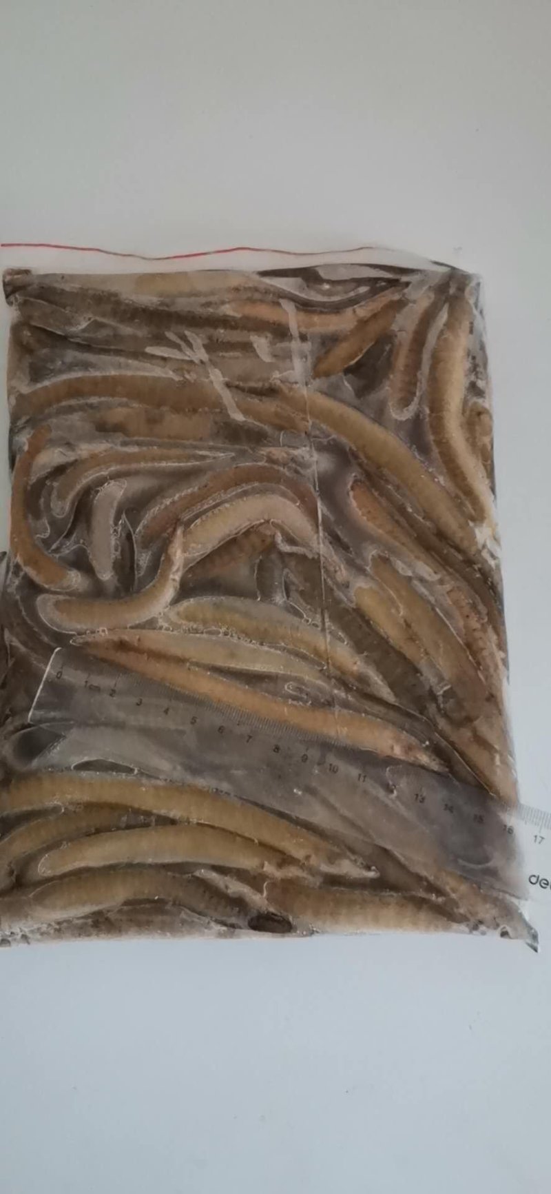 刀鳅鱼，水中人生，大量现货
