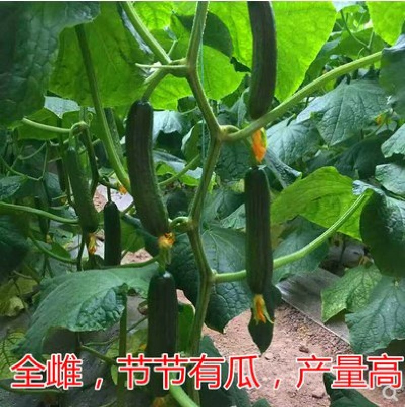 无刺水果黄瓜种子水果黄瓜籽小黄瓜乳瓜种子
