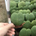 多肉植物一片心金边心叶球兰批发视屏看货质量保证