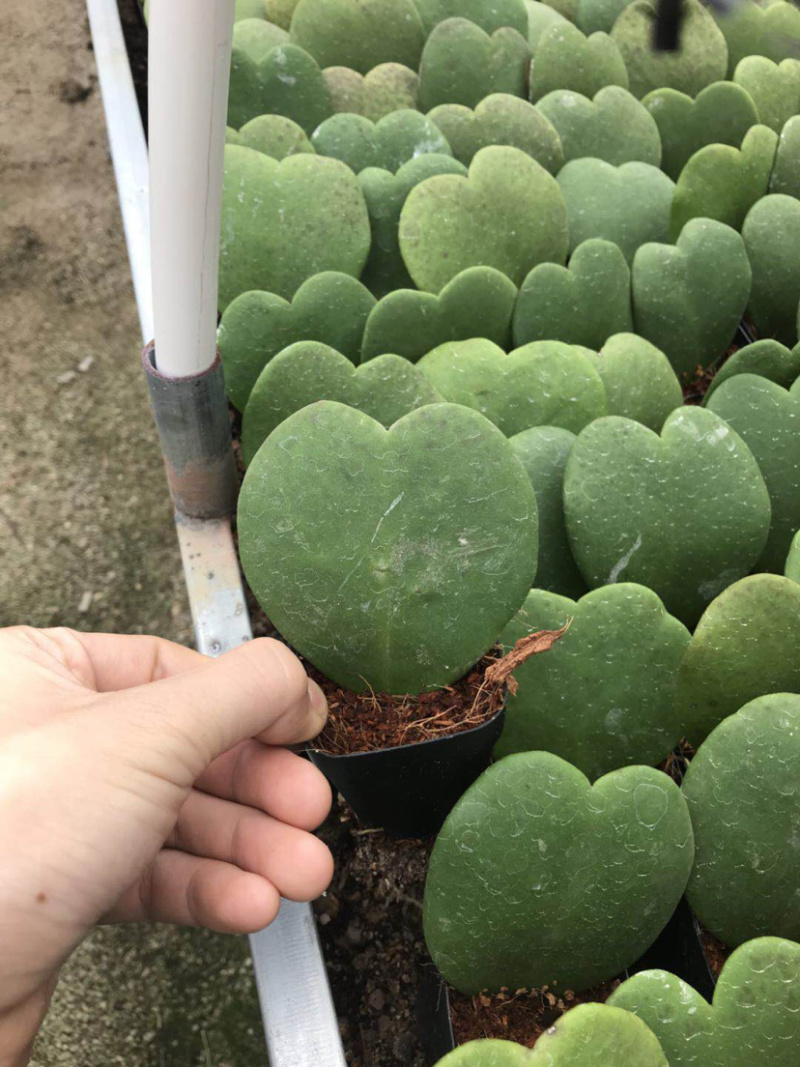多肉植物一片心金边心叶球兰批发视屏看货质量保证