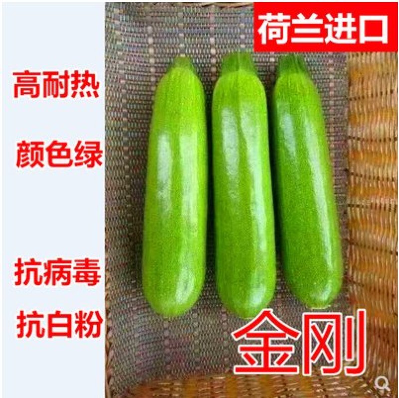 金刚F1西葫芦种子角瓜种子耐热油亮翠绿