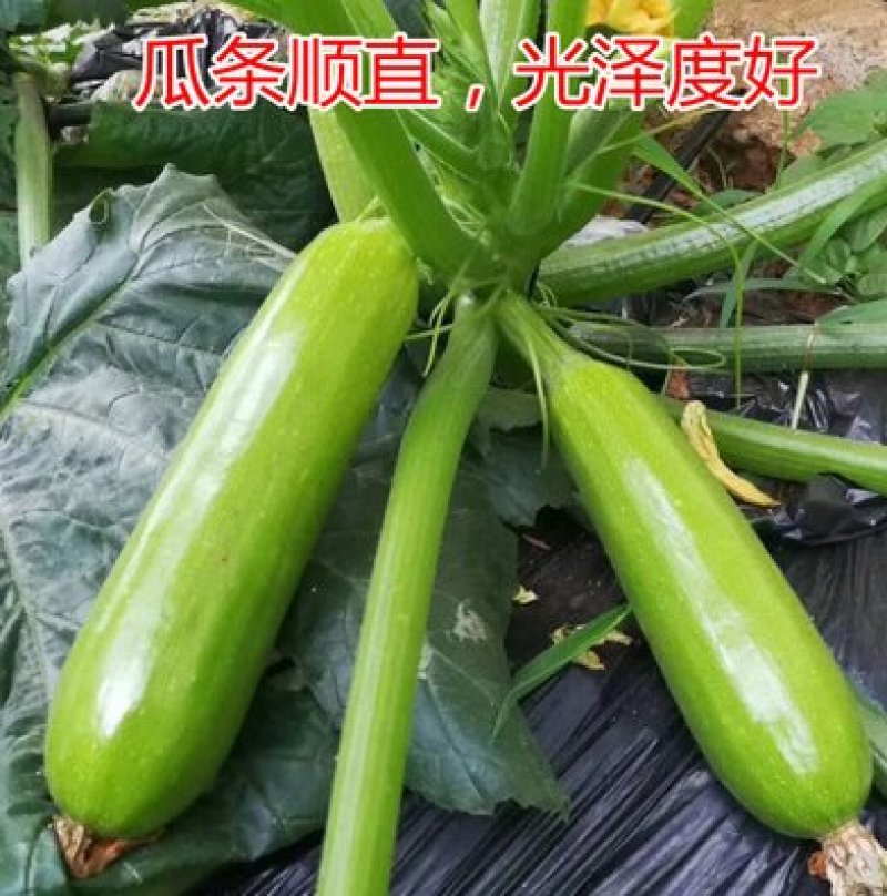金刚F1西葫芦种子角瓜种子耐热油亮翠绿
