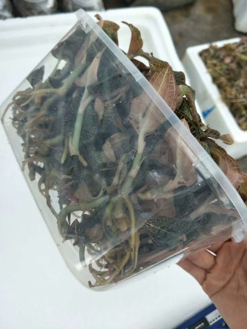 福建南靖金线莲鲜品A货产地直供