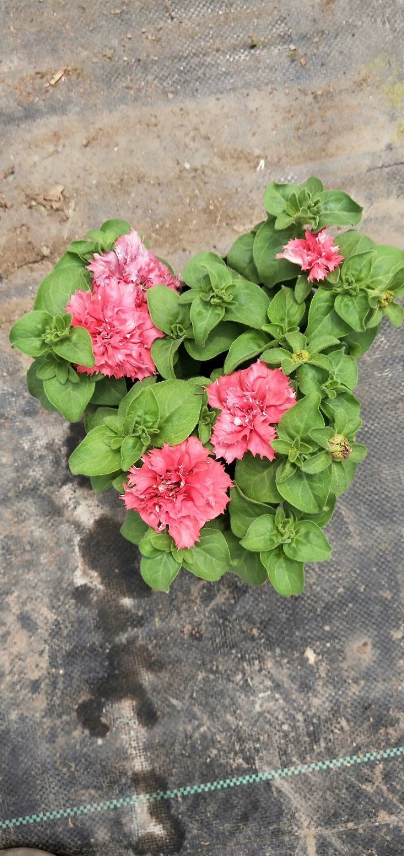 重瓣多色矮牵牛重瓣矮牵牛花期长