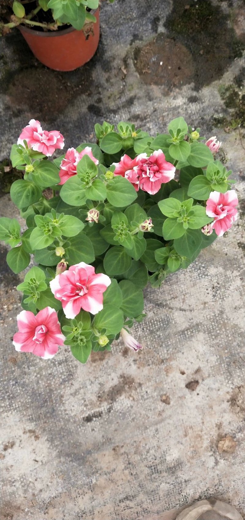 重瓣多色矮牵牛重瓣矮牵牛花期长