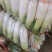 热销甘肃临洮水果萝卜大量现货一手货源量大从优