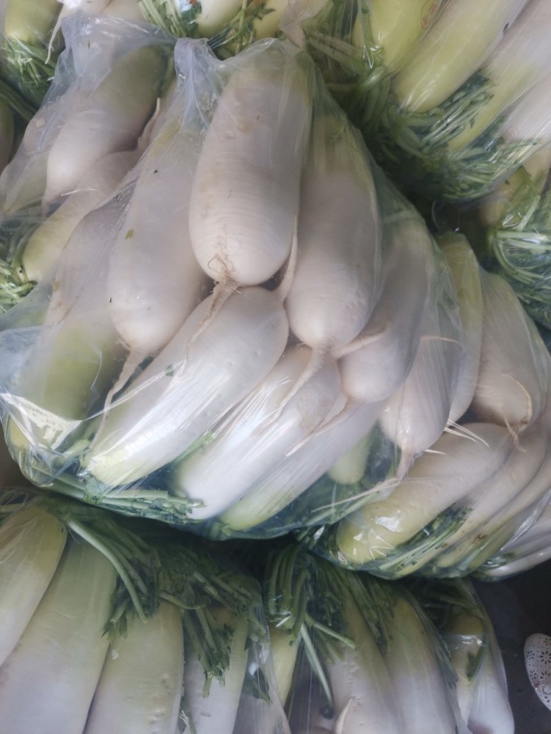 热销甘肃临洮水果萝卜大量现货一手货源量大从优