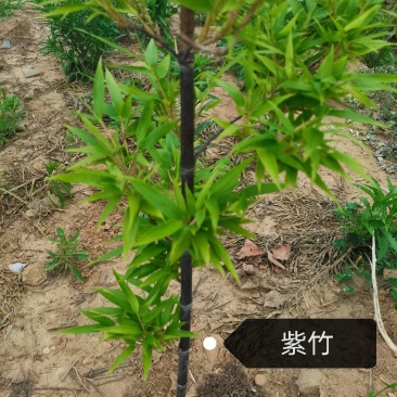 紫竹苗，各种规格，大量供货有需要的老板电话联系
