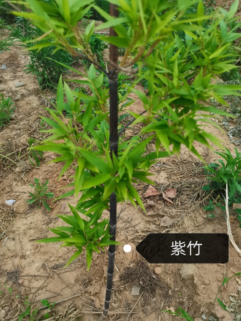 紫竹苗，各种规格，大量供货有需要的老板电话联系