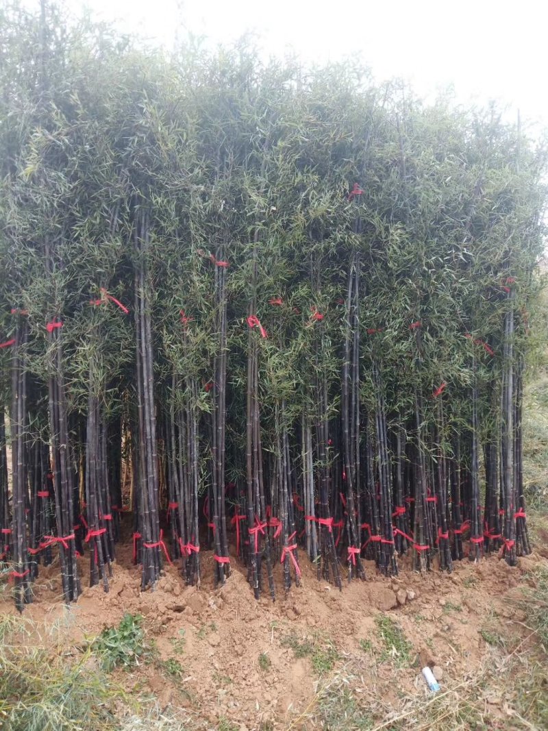 紫竹苗，各种规格，大量供货有需要的老板电话联系