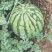 ：【热销】四川精品8424西瓜皮薄汁多品质保证
