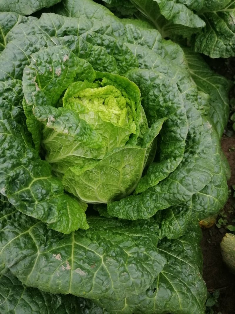 精品大白菜，质量保证基地直供全国发货诚信经营