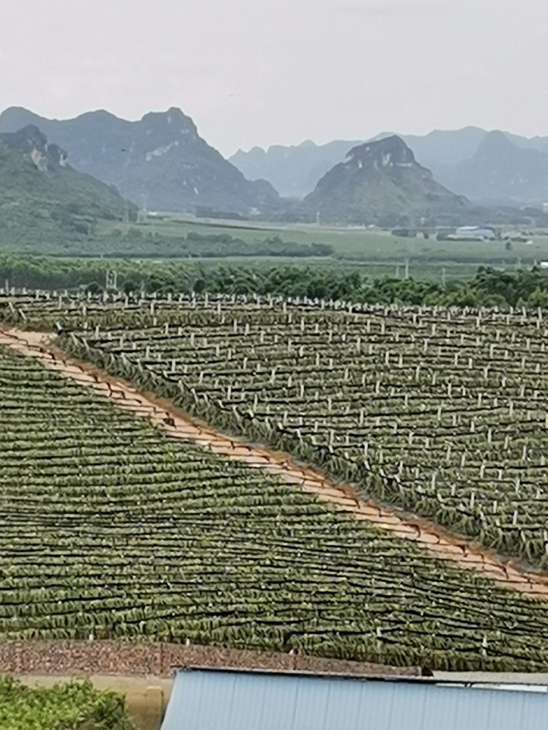 金都一号火龙果