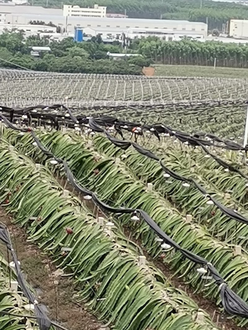 金都一号火龙果