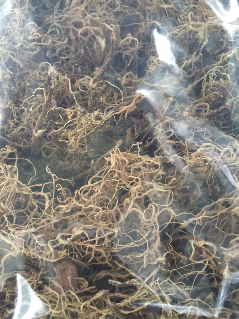 福建南靖基地直销金线莲干品货源充足
