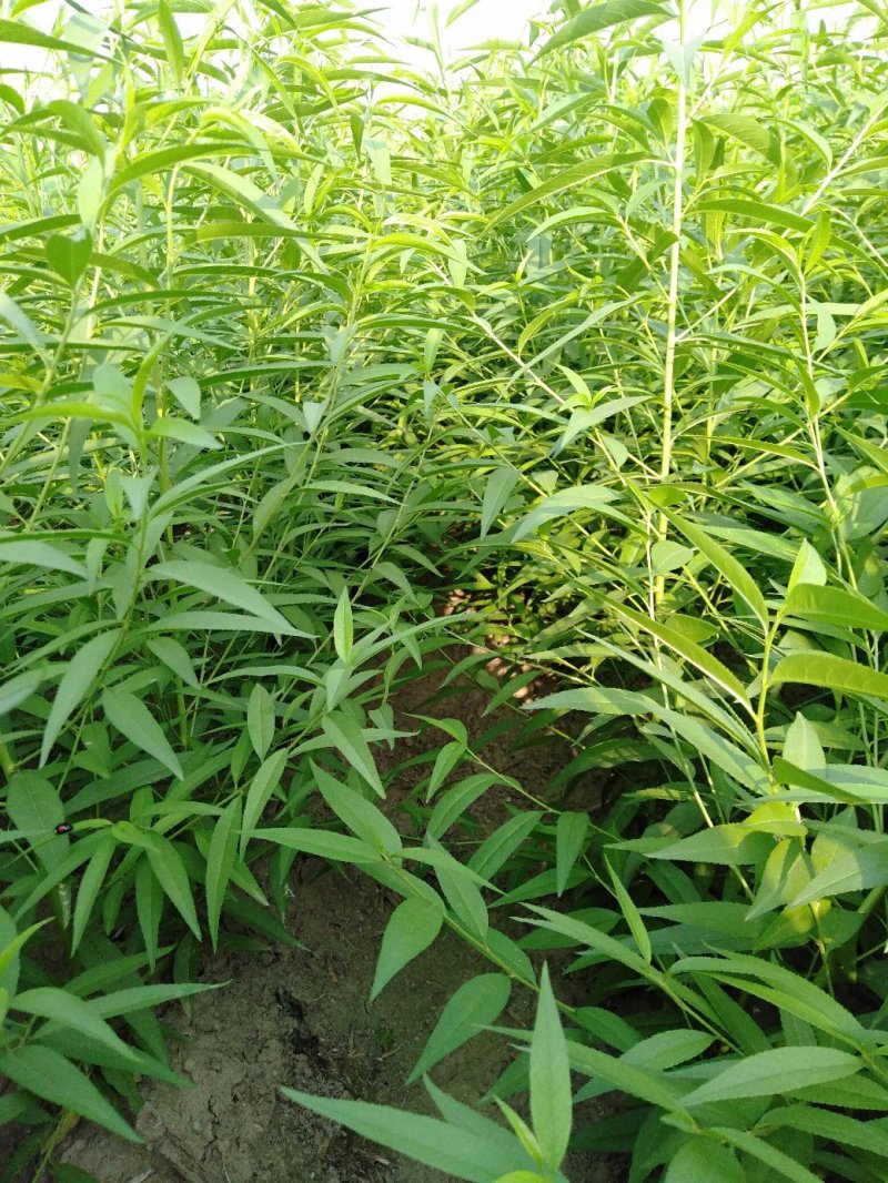 桃树嫁接苗，品种保证，可以签合同，欢迎各位看货选购