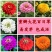 百日草花种籽子七彩重瓣百日草花种子四季开花百日菊花籽庭院
