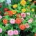 百日草花种籽子七彩重瓣百日草花种子四季开花百日菊花籽庭院