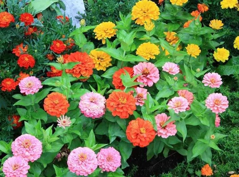 百日草花种籽子七彩重瓣百日草花种子四季开花百日菊花籽庭院