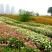 百日草花种籽子七彩重瓣百日草花种子四季开花百日菊花籽庭院