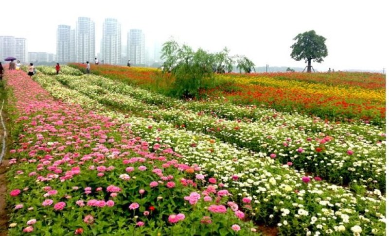 百日草花种籽子七彩重瓣百日草花种子四季开花百日菊花籽庭院