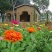 百日草花种籽子七彩重瓣百日草花种子四季开花百日菊花籽庭院