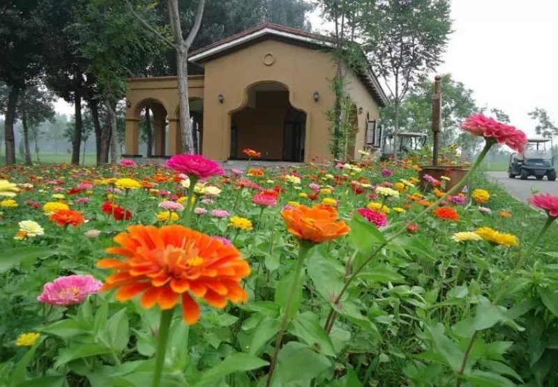 百日草花种籽子七彩重瓣百日草花种子四季开花百日菊花籽庭院