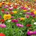 百日草花种籽子七彩重瓣百日草花种子四季开花百日菊花籽庭院