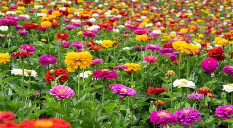 百日草花种籽子七彩重瓣百日草花种子四季开花百日菊花籽庭院