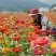 百日草花种籽子七彩重瓣百日草花种子四季开花百日菊花籽庭院