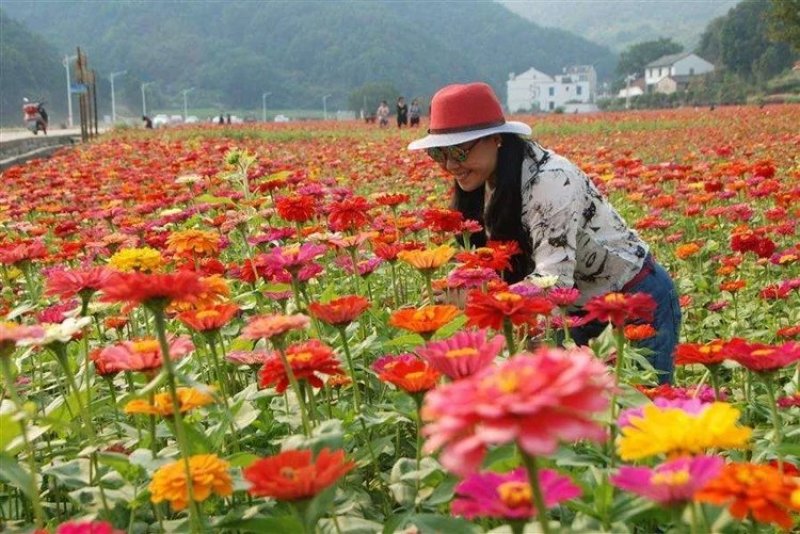 百日草花种籽子七彩重瓣百日草花种子四季开花百日菊花籽庭院