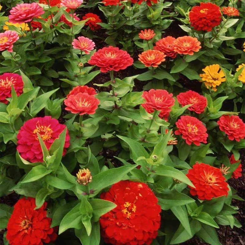 百日草花种籽子七彩重瓣百日草花种子四季开花百日菊花籽庭院