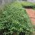 绿叶橙三角梅20杆，质量好，根部旺，是绿化，盆栽的好品种