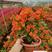 绿叶橙三角梅20杆，质量好，根部旺，是绿化，盆栽的好品种