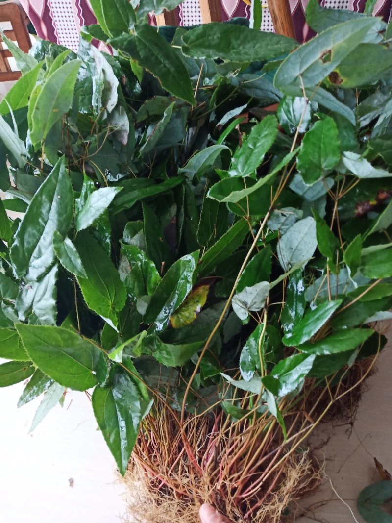 淫羊藿