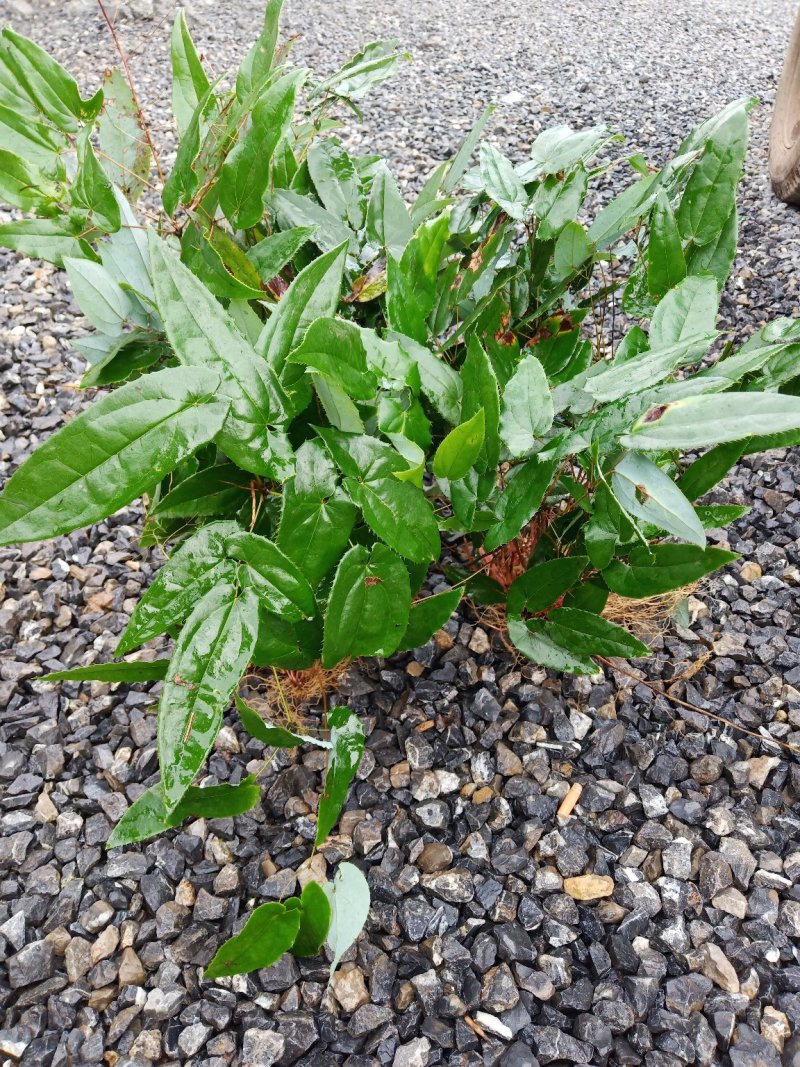 淫羊藿