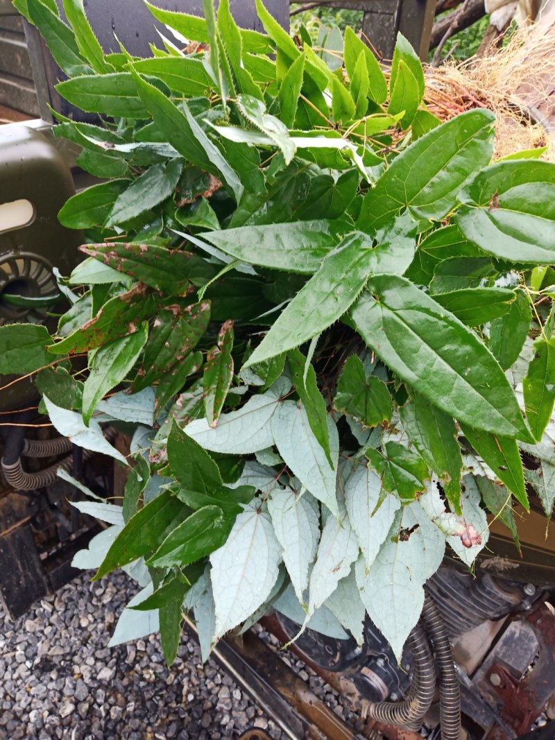 淫羊藿