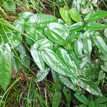 淫羊藿
