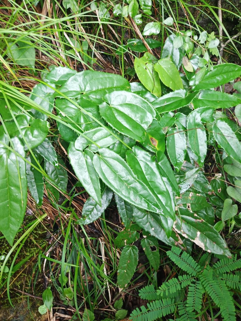 淫羊藿