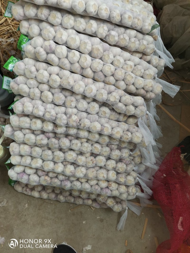 金乡冷库白皮大蒜，新蒜老蒜，各个规格全部有货，保证质量